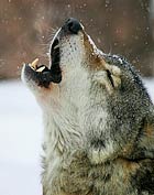 Wolf howling