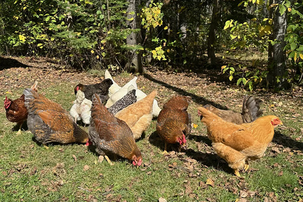 Chickens free-ranging until it snows