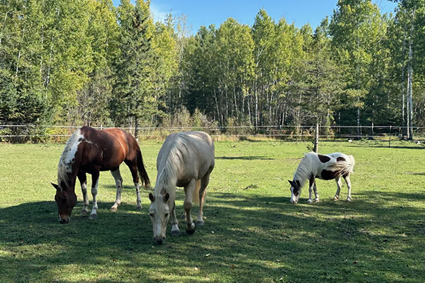 Horses on pasture during the long, warm fall